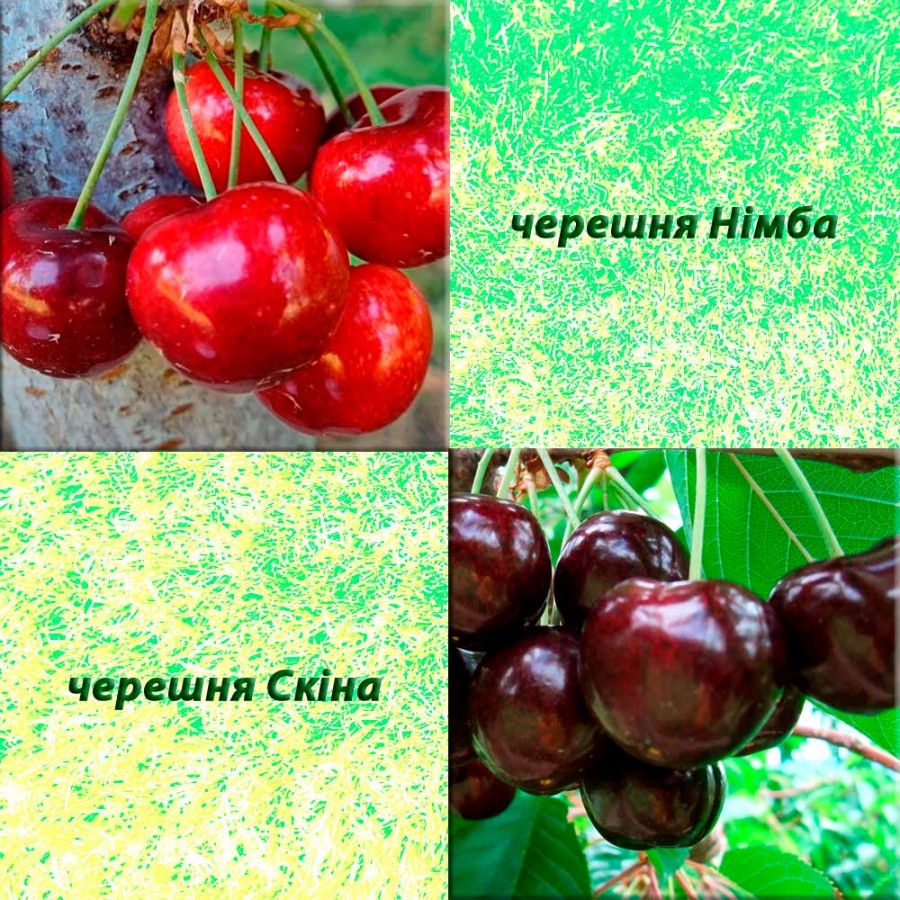 Дерево-сад черешня Німба (ранній сорт) + черешня Скіна (середньо-пізній)