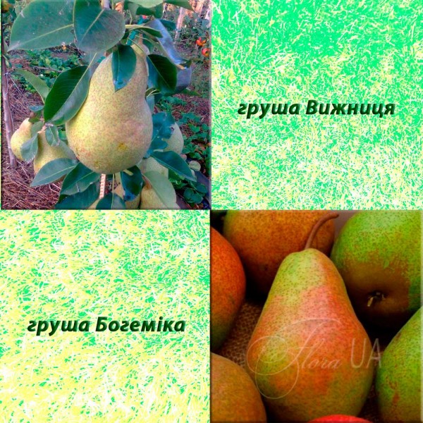 Дерево-сад груша Вижниця (осінній) + груша Богеміка (зимовий)