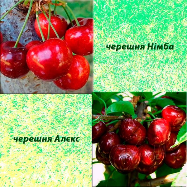 Дерево-сад черешня Алєкс (пізній сорт) + черешня Німба (ранній сорт)