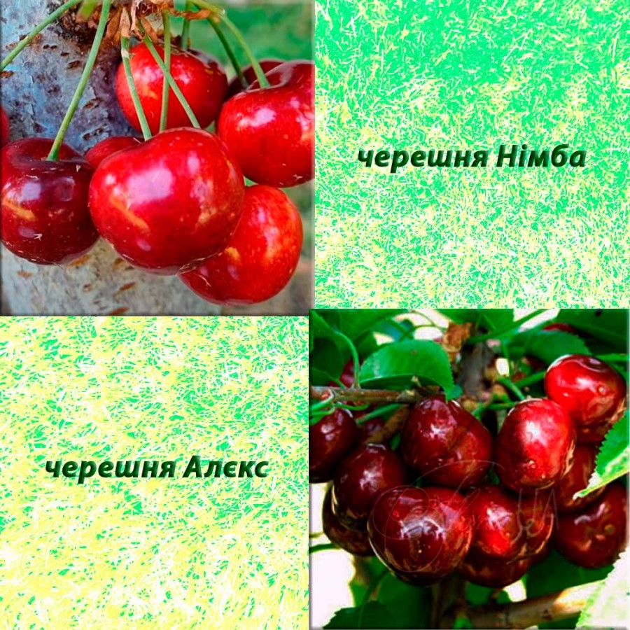 Дерево-сад черешня Алєкс (пізній сорт) + черешня Німба (ранній сорт)
