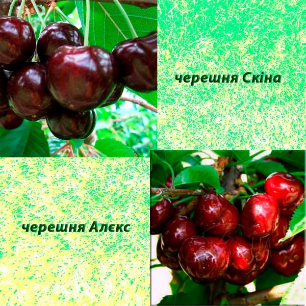 Дерево-сад черешня Алєкс (пізній сорт) + черешня Скіна (середньо-пізній)