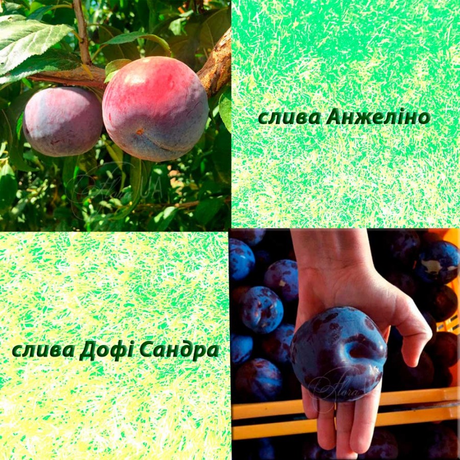 Дерево-сад слива Анжеліно (пізній) + слива Дофі Сандра (ранній)