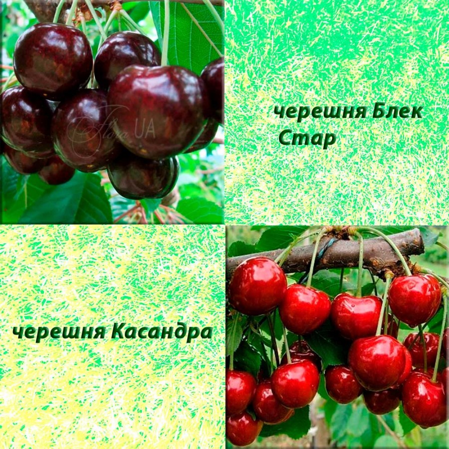 Дерево-сад черешня Блек Стар (середній сорт) + черешня Касандра (ранній сорт)