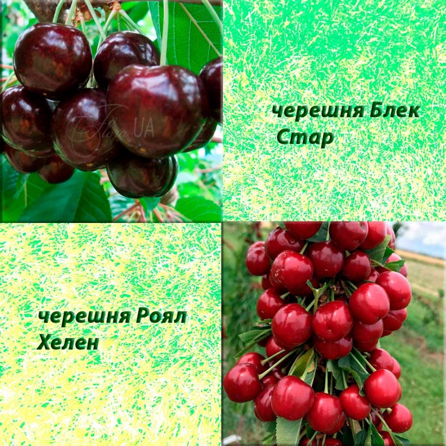 Дерево-сад черешня Блек Стар (середній сорт) + черешня Роял Хелен (пізній сорт)