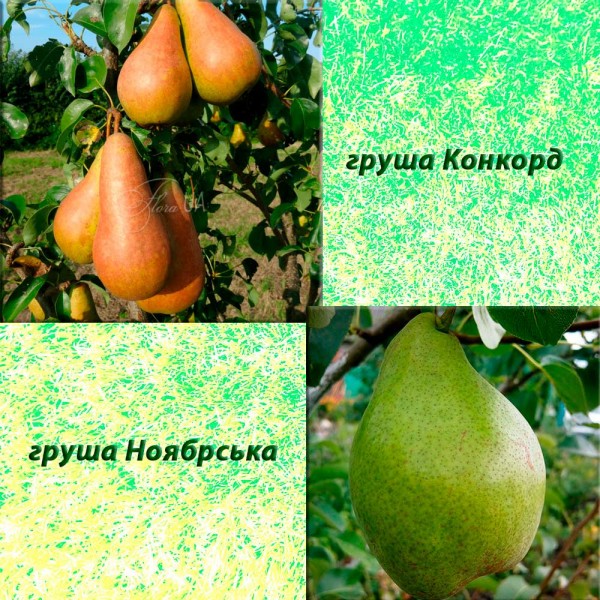 Дерево-сад груша Конкорд (зимовий) + груша Ноябрська (осінній)