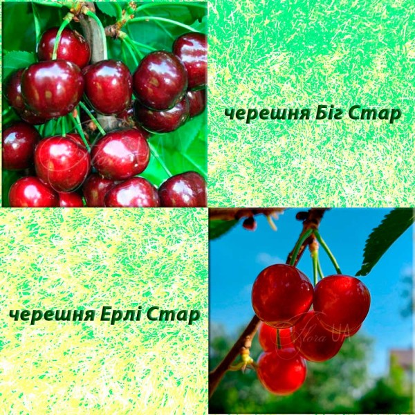 Дерево-сад черешня Ерлі Стар (ранній сорт) + черешня Ріта (ранній сорт)