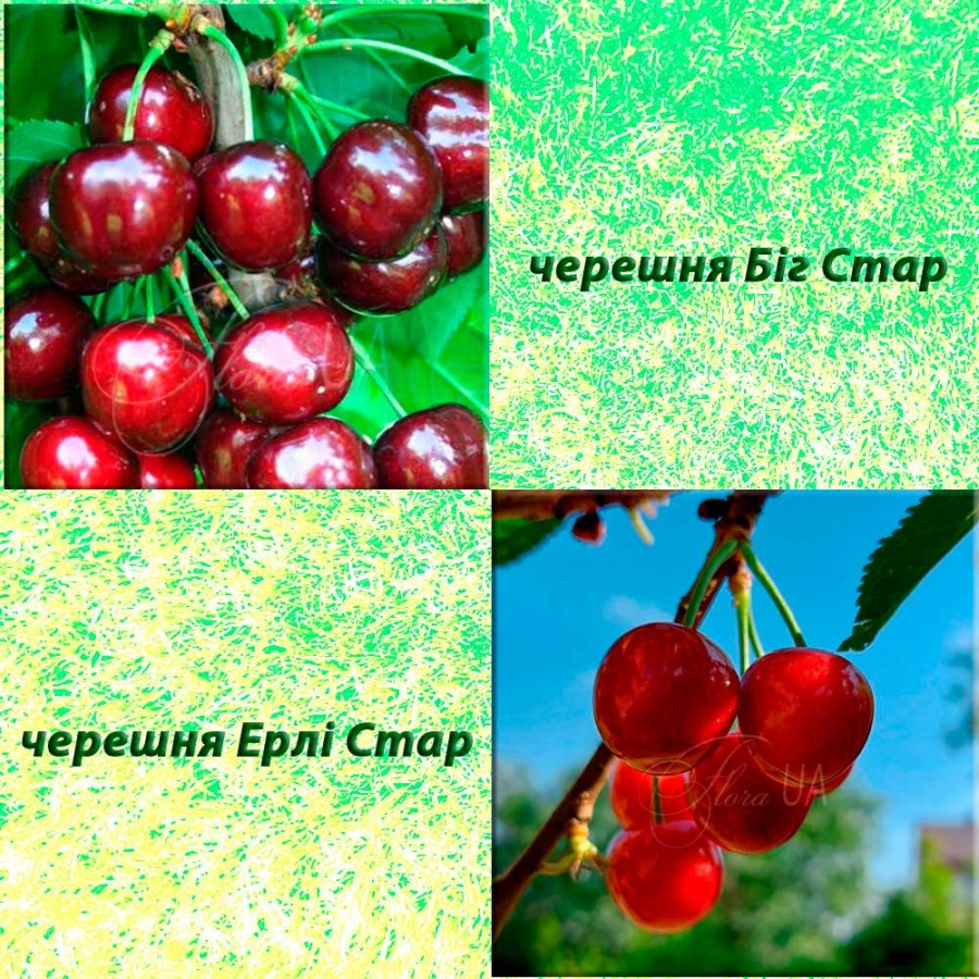 Дерево-сад черешня Ерлі Стар (ранній сорт) + черешня Ріта (ранній сорт)