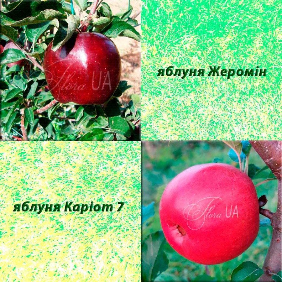 Дерево-сад яблуня Жеромін (зимовий) + яблуня Каріот 7 (зимовий)
