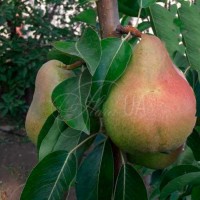 Груша Дюшес Ангулем (літній) Груша Дюшес Ангулем (літній)