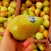 Груша Форель зимова