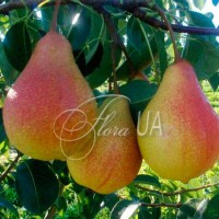 Груша Улюблениця Клаппа