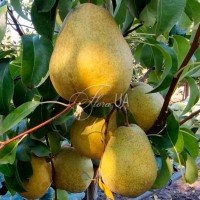 Груша Водохреща Груша Водохреща