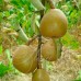 Груша Анжеліс (зимовий)