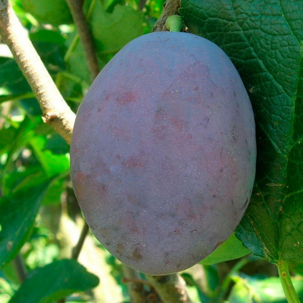 Слива Чачакська рання (ранній)