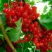 Смородина червона Ровада (порічки Ровада)