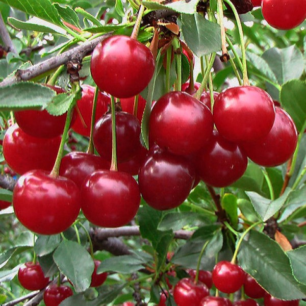 Вишня Корошка (середній)