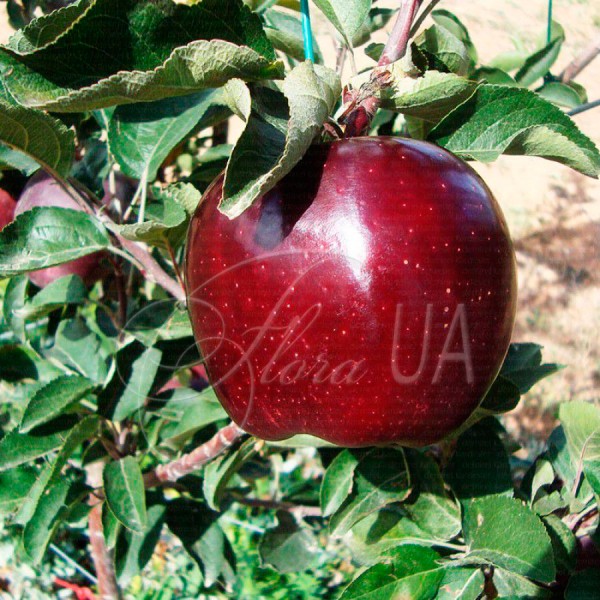 Яблуня Жеромін (зимовий)