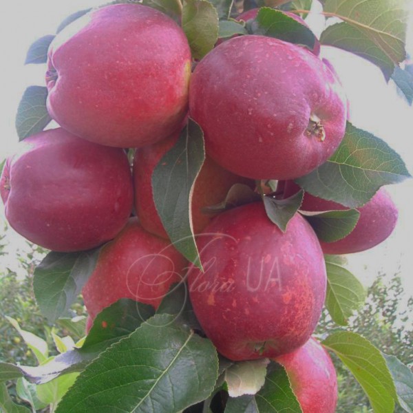 Яблуня Моді (зимовий)