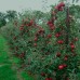 Яблуня Ред Джонапринц (зимовий)