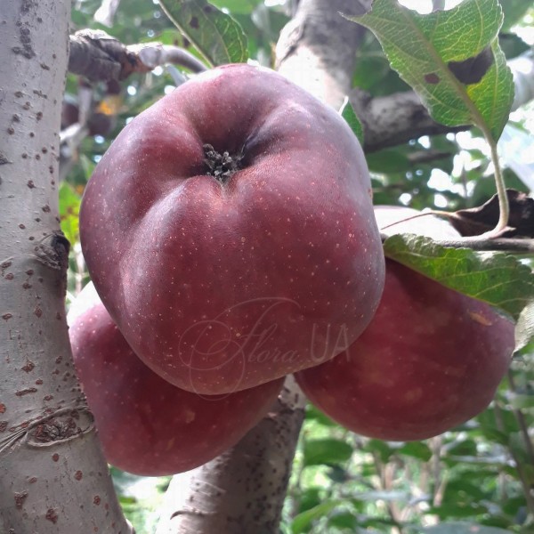 Яблуня Ред Кап (зимовий)