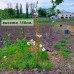 Сакура дрібнопильчаста Аманогава