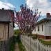 Сакура дрібнопильчаста Роял Бургунді