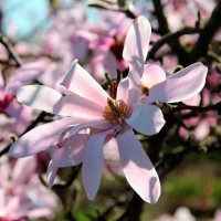 Магнолія Лебнера (Magnolia Loebneri)
