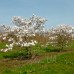 Магнолія Стелата (Magnolia stellata)