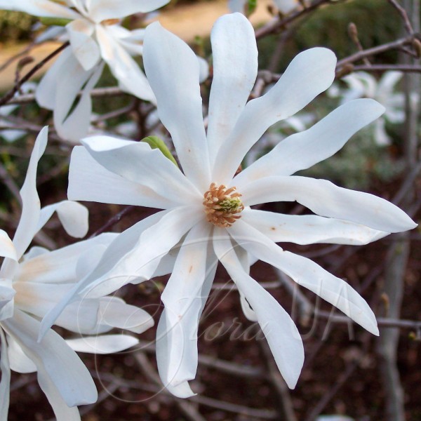 Магнолія Стелата (Magnolia stellata)