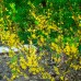 Форзиція зеленіюча (Forsythia viridissima) 