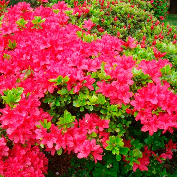 Рододендрон тупий (Rhododendron obtusum) 