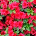 Рододендрон тупий (Rhododendron obtusum) 
