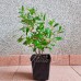 Рододендрон тупий (Rhododendron obtusum) 