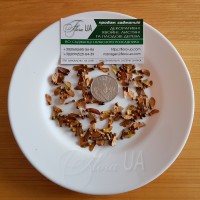 КЛЕН ЯПОНСЬКИЙ НАСІННЯ